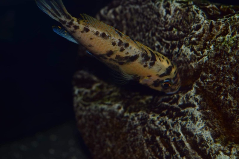 Maylandia zebra 'Chizumulu Island'